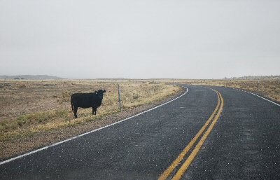 cow beside road